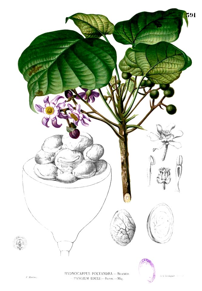 Pangium edule Blanco2.391