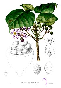 Pangium edule Blanco2.391