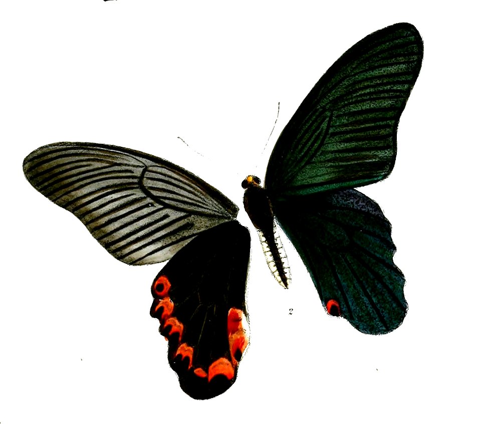 PangeranopsisElephenorM 489 2