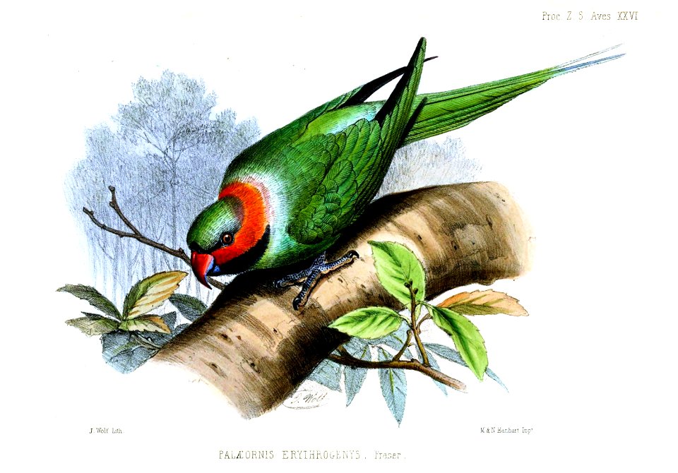 PaleornisErythrogenysWolf