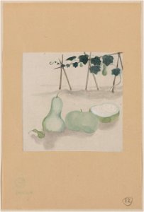 Pale green squash with white flesh and many seeds, with plant vines growing in the background LCCN2009630036