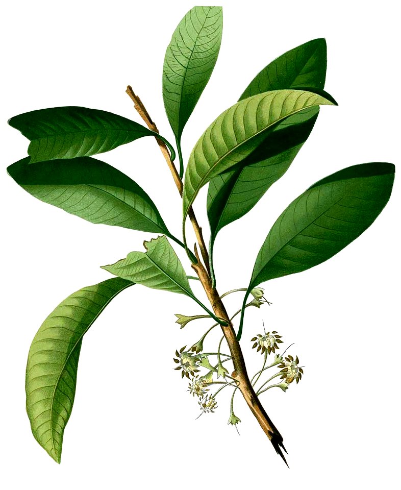 Palaquium philippense Blanco2.423-cropped