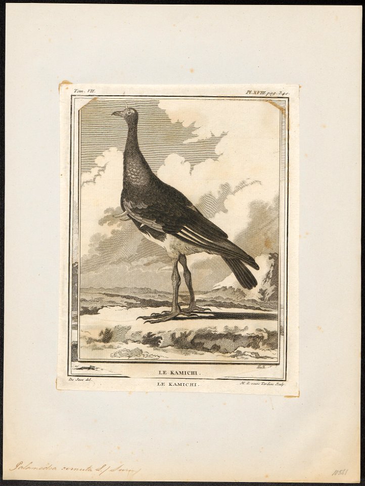 Palamedea cornuta - 1700-1880 - Print - Iconographia Zoologica - Special Collections University of Amsterdam - UBA01 IZ17500303