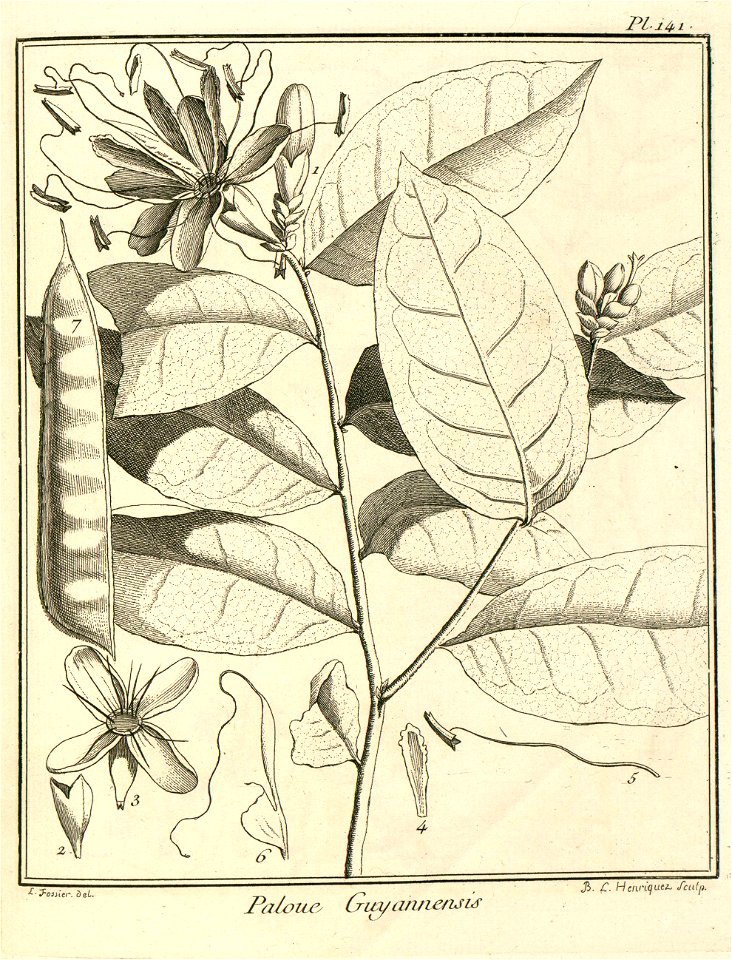 Paloue guianensis Aublet 1775 pl 141