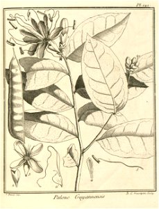 Paloue guianensis Aublet 1775 pl 141