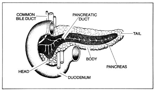 Pancreas (1)