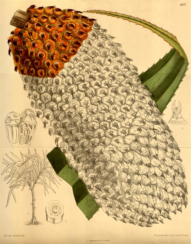 Pandanus furcatus 142-8671