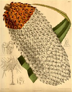 Pandanus furcatus 142-8671