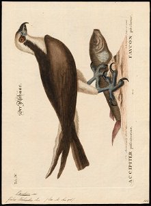 Pandion carolinensis - 1700-1880 - Print - Iconographia Zoologica - Special Collections University of Amsterdam - UBA01 IZ18100281