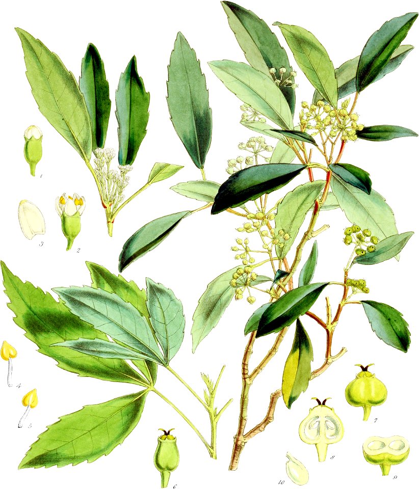 Panax simplex-Botany of Antarctica-PL012-0029