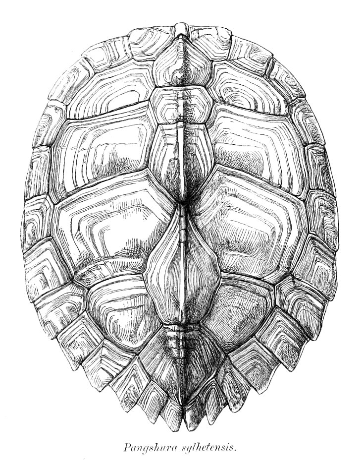 PangshuraSylhetensis