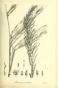 Panicum secundum - Species graminum - Volume 3