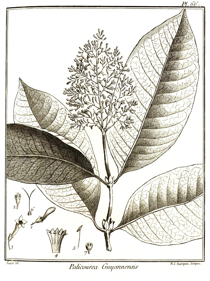 Palicourea guyannensis Aublet 1775 pl 66