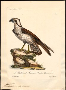 Pandion carolinensis - 1825-1834 - Print - Iconographia Zoologica - Special Collections University of Amsterdam - UBA01 IZ18100283
