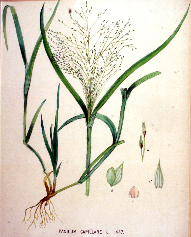 Panicum capillare — Flora Batava — Volume v19