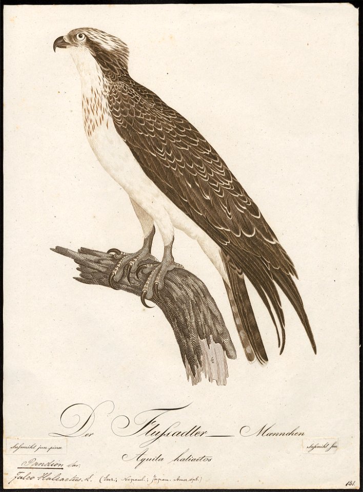 Pandion haliaëtus - 1800-1812 - Print - Iconographia Zoologica - Special Collections University of Amsterdam - UBA01 IZ18100267