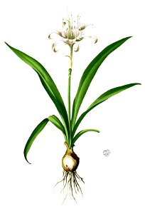 Pancratium zeylanicum Blanco2.321-cropped