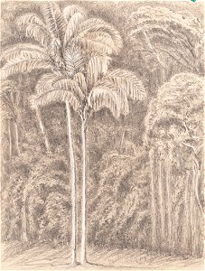 Palm Trees - & Virgin Wood from our Window - Presidencia Petropolis 10th Janº 1855, da Coleção Brasiliana Iconográfica