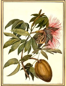 Panhuys Cacao Surinam