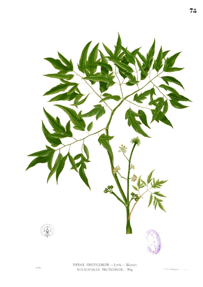 Panax fruticosum Blanco1.78