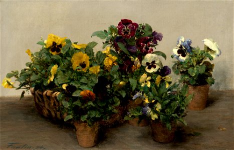 Pansies A26626