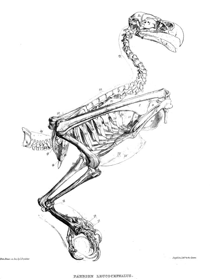 PandionSkeleton