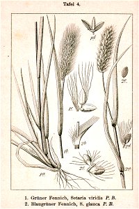 Paniceae spp Sturm4