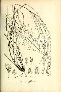Panicum effusum - Species graminum - Volume 3