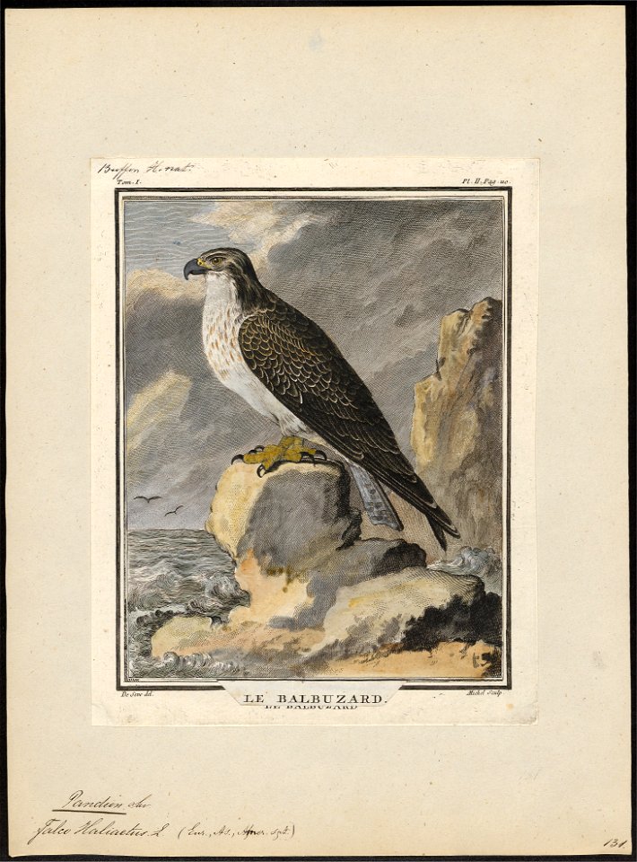 Pandion haliaëtus - 1700-1880 - Print - Iconographia Zoologica - Special Collections University of Amsterdam - UBA01 IZ18100279