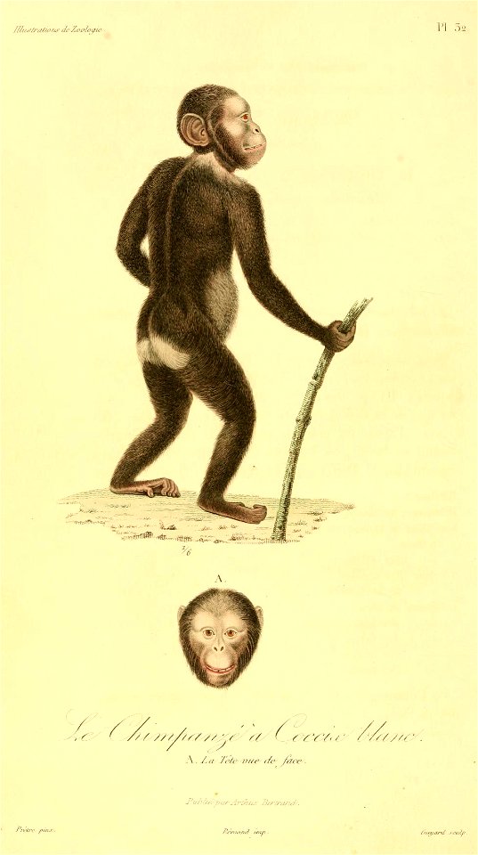 Pan troglodytes troglodytes 1831