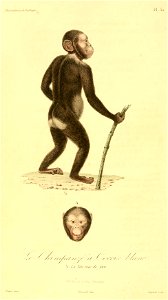 Pan troglodytes troglodytes 1831