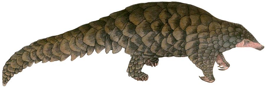 Pangolin Hardwicke (white background). Free illustration for personal and commercial use.