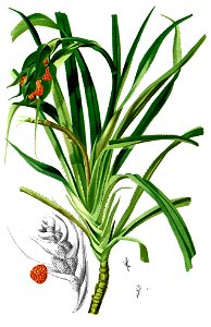Pandanus humilis Blanco2.446-cropped
