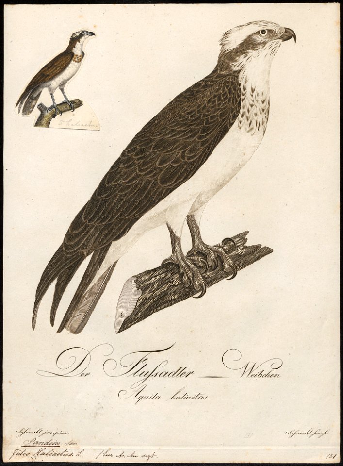 Pandion haliaëtus - 1800-1812 - Print - Iconographia Zoologica - Special Collections University of Amsterdam - UBA01 IZ18100273
