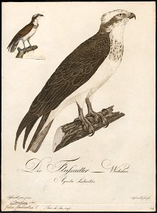Pandion haliaëtus - 1800-1812 - Print - Iconographia Zoologica - Special Collections University of Amsterdam - UBA01 IZ18100273