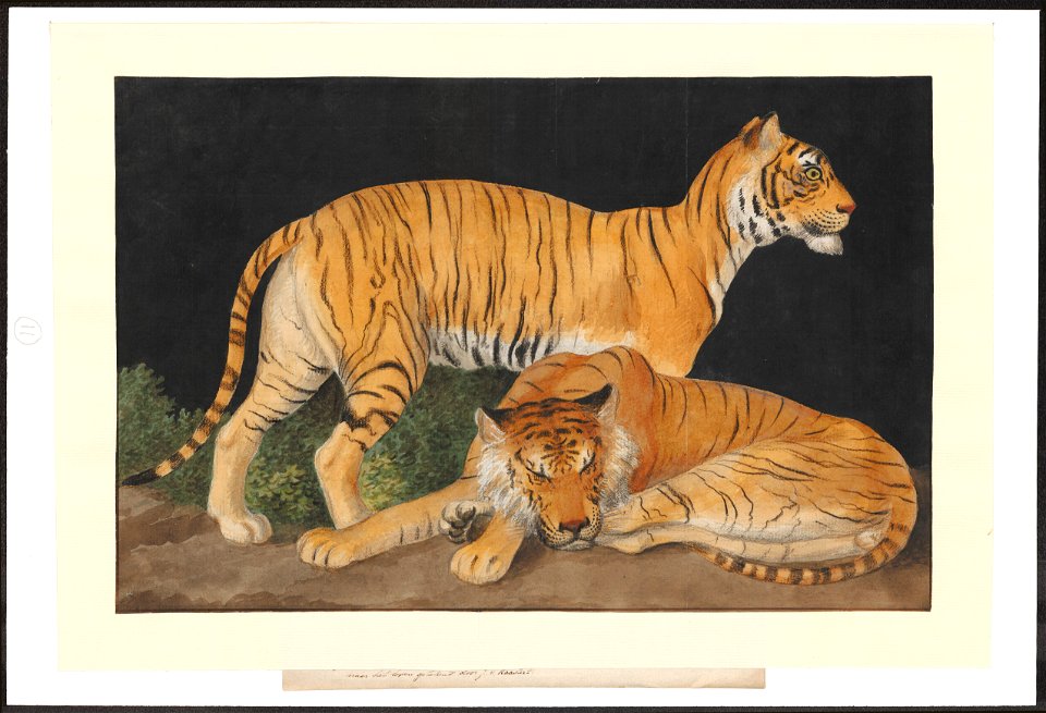 Panthera tigris tigris - 1753-1834 - Print - Iconographia Zoologica - Special Collections University of Amsterdam - UBA01 IZA1000218