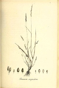 Panicum angustum - Species graminum - Volume 3