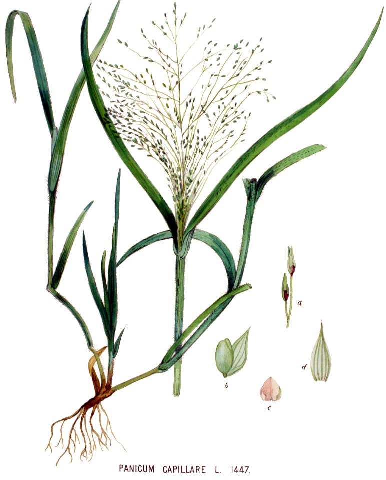 Panicum capillare — Flora Batava — Volume v19 - clean
