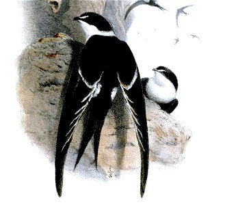 PanyptilaSanctiJeromaeWolf (cropped)