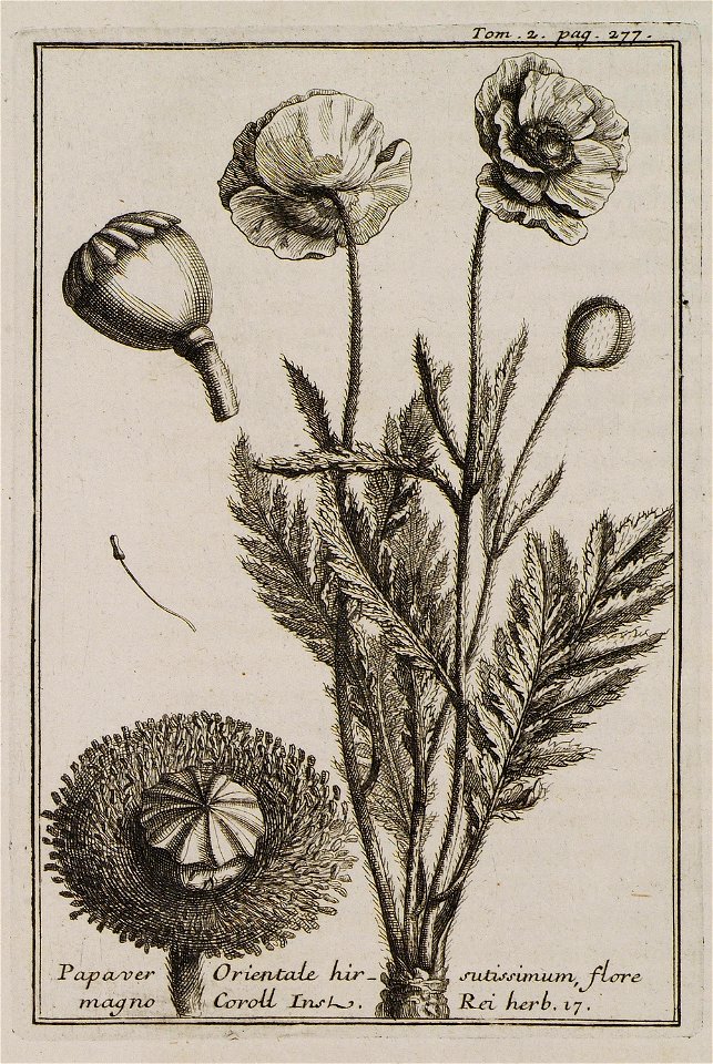 Papaver Orientale hirsutissimum, flore magno Coroll Inst Rei herb 17 - Tournefort Joseph Pitton De - 1717