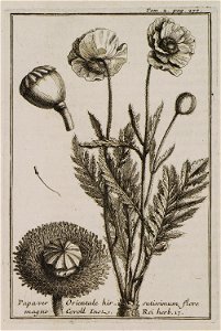 Papaver Orientale hirsutissimum, flore magno Coroll Inst Rei herb 17 - Tournefort Joseph Pitton De - 1717