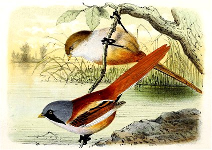 Panurus biarmicus 1869