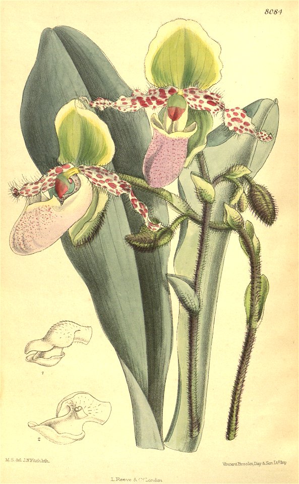 Paphiopedilum glaucophyllum - Curtis' 132 (Ser. 4 no. 2) pl. 8084 (1906)