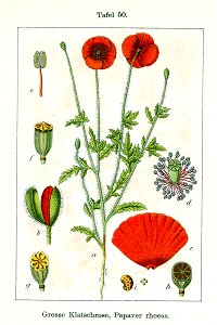 Papaver rhoeas Sturm06050