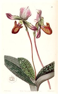 Paphiopedilum barbatum (as Cypripedium barbatum) - Edwards vol 28 (NS 5) pl 17 (1842). Free illustration for personal and commercial use.