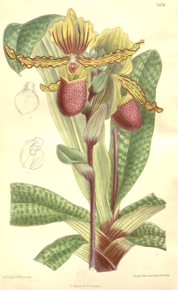 Paphiopedilum victoria-regina (as Paphiopedilum chamberlainianum) - Curtis' 124 (Ser. 3 no. 54) pl. 7578 (1898)