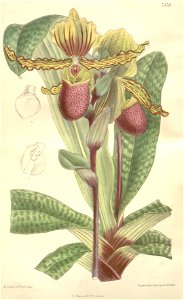 Paphiopedilum victoria-regina (as Paphiopedilum chamberlainianum) - Curtis' 124 (Ser. 3 no. 54) pl. 7578 (1898)
