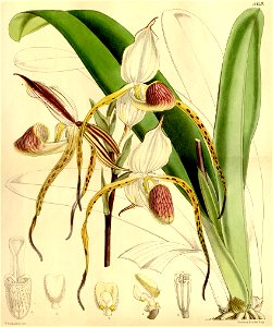 Paphiopedilum stonei (as Cypripedium stonei)-Curtis 88-5349 (1862)