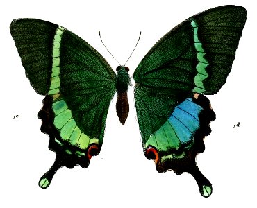 PapilioCrinoF 493