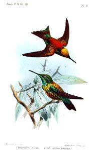 Panychlora-ChlorostilbonKeulemans